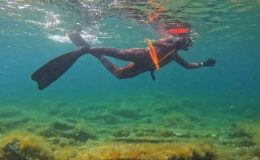 Marmara sahillerinde zehirli tehlike! Boyu tam 4 metre