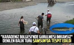 ‘Boğazlardan katiyen geçmez’ deniliyordu taş ısıran balık Samsun’da görüldü