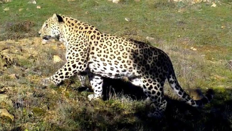 Anadolu Parsı’nı avlamanın cezası hapis…