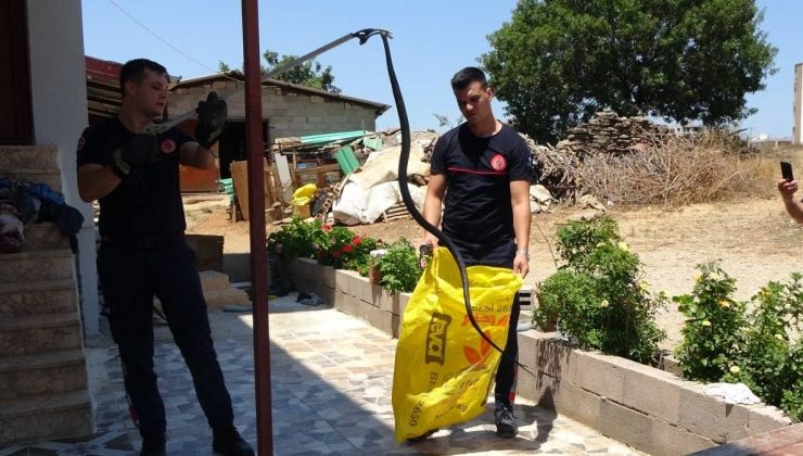Türkiye’de şimdiye kadar görülmeyen yılanlar ortaya çıkmaya başlarken bir şehri yılanlar bastı