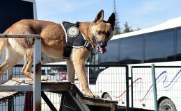 Tasarrufunda askeri mermi 11 bin 900 Euro ve köpek tasması içerisine sakladığı kokain bulundu