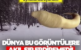 46 bin yıl sonra uykusundan uyandırdılar!  Dünya bu görüntülere akıl sır erdiremedi…