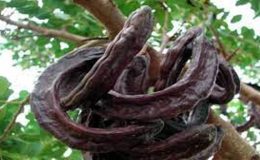 Temmuz – Ağustos ayları içerisinde birçok bölgeden 1000 Kg. harnup çalan 2 Harnup hırsızı tutuklandı
