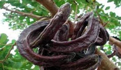 Temmuz – Ağustos ayları içerisinde birçok bölgeden 1000 Kg. harnup çalan 2 Harnup hırsızı tutuklandı