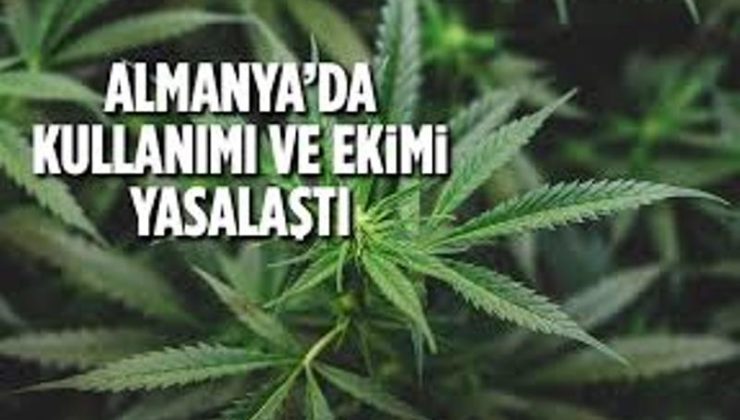 Almanya uyuşturucu yasa tasarısını kabul etti!  yetişkinlerin 25 grama kadar esrar bulundurmasına, en fazla üç kenevir yetiştirmesine izin veriliyor.