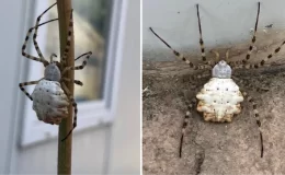Dünyanın en zehirli örümceği Gümüşhane’de görüldü! Ölümcül zehriyle avını bir çırpıda yedi