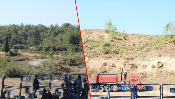 Kışla Dağı ormanını böyle katlettiler