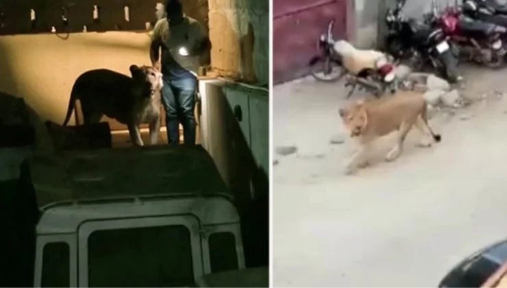 Pakistan’ın Karaçi kentinde nakil aracından kaçan aslan paniğe neden oldu