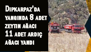 Dipkarpaz-Kaleburnu yolundaki 10 dönümlük arazide yangın çıktı 8 zeytin 11 ardıç ağacı yandı