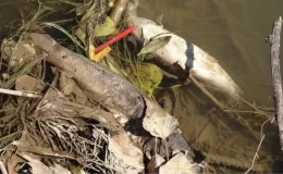 Kızılırmak Nehri’nde endişelendiren görüntü! Toplu halde ölen balıkların rengi ve şekli dikkat çekiyor
