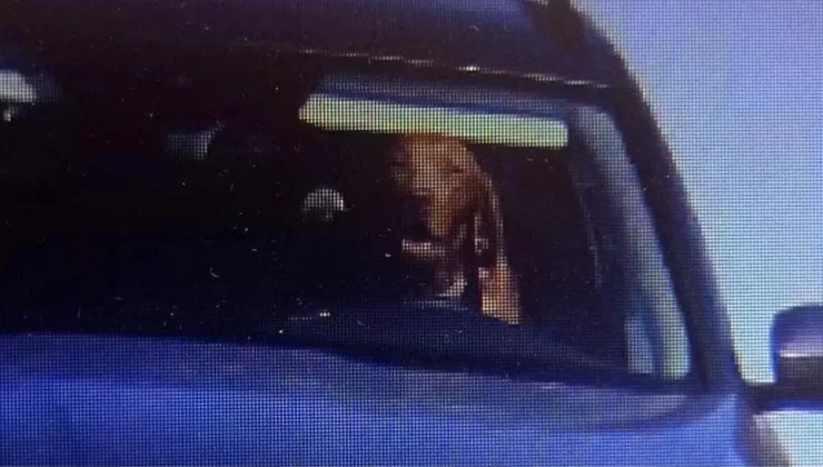 Köpeği direksiyon başında görüntülenen sürücüye para cezası