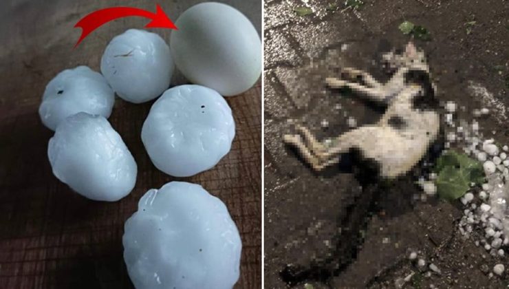 Sivas’a yumurta büyüklüğünde dolu yağdı! Ev ve araçlar hasar aldı, onlarca sokak hayvanı telef oldu