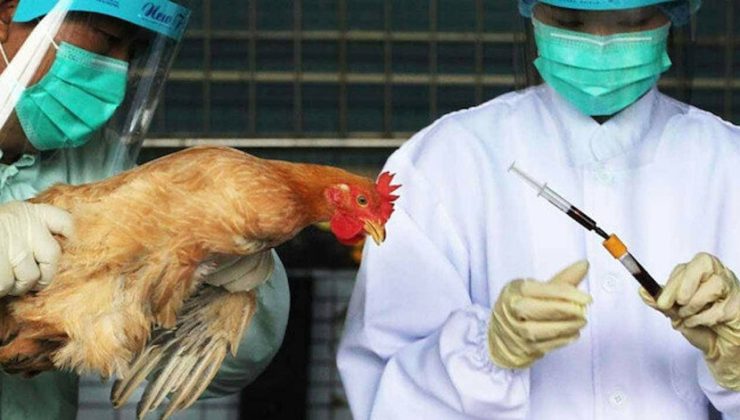 Kuş gribi alarmı! Tam 72 bin adet kümes hayvanı itlaf edilecek