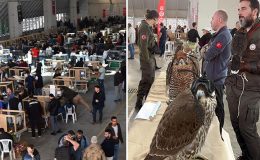 Festivalde cins tavuklar 15 bin liraya, güvercinler ise 150 bin liraya kadar alıcı buldu