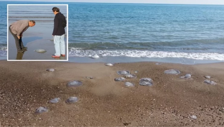 Mersin’de sahiller denizanasıyla dolunca toplayıp toprağa gömdüler
