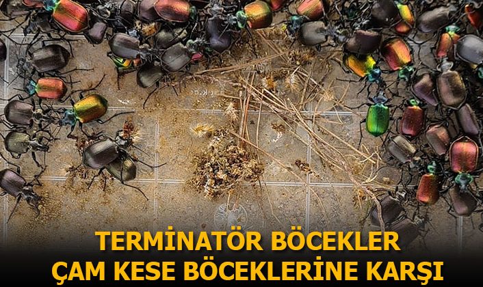 Çam kese böceğiyle mücadele için terminatör böcek üretimine başlandı, terminatör böcekler 20 gün sonra doğaya salınacak