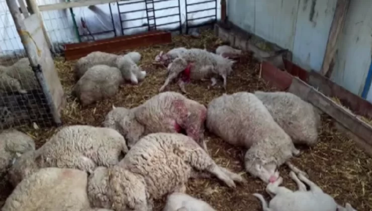 Paşaköy Ağıllar Bölgesinde başıboş köpekler Tuncay Bozdoğan’ın ağılındaki kuzulara saldırarak telef etti