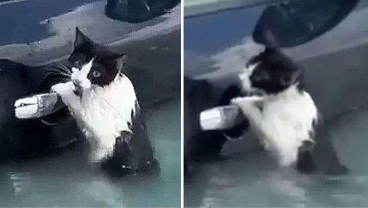 Dubai’de selde mahsur kalan kediyi polis kurtardı