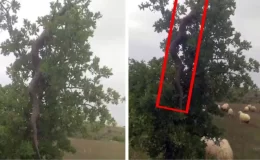 Görüntü Türkiye’den! Ağaçtaki dev yılanı görenler gerçek olduğuna inanamıyor