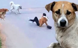 Sokak köpekleri uyutulacak mı? İşte TBMM’ye sunulan taslak metindeki maddeler