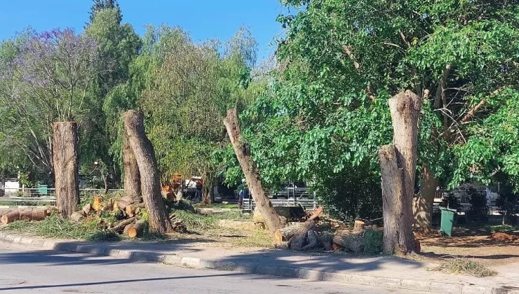 Hasan Sarpten ”Ağaç Katliamına devam”