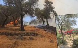 Aydın’ın Çine ilçesinde çıkan yangında 30 dönüm zeytinlik alan zarar gördü.