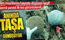 Gizemli yaratık ilk kez görüntülendi. Anında taşa dönüşüyor