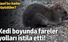 Kedi boyunda fareler yolları istila etti! Nasıl bu kadar büyüdüler?