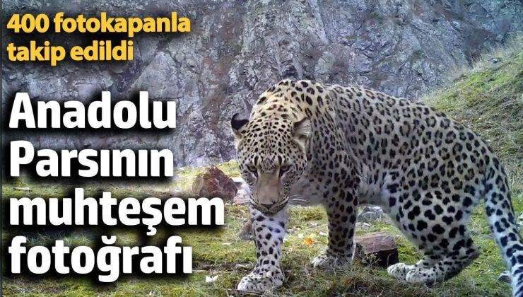 Türkiye’de nesli tükendiği sanılan Anadolu Parsının muhteşem fotoğrafları 400 fotokapanla tespit edildi