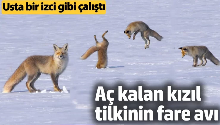 Kars’ta aç kalan ‘Kızıl Tilkinin’ fare avı görenlerde  hayret uyandırdı
