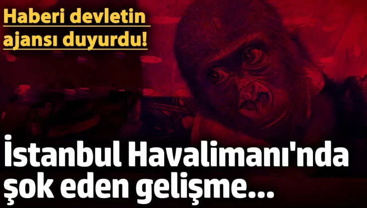İstanbul Havalimanı’nda şoke eden gelişme… Nesli tükenmekte olan goril yavrusu ele geçirildi