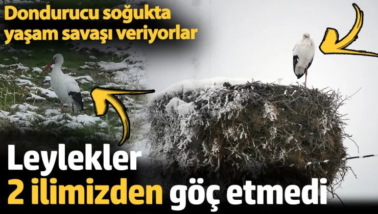 Leylekler 2 ilimizden göç etmedi. Dondurucu soğukta yaşam savaşı veriyorlar
