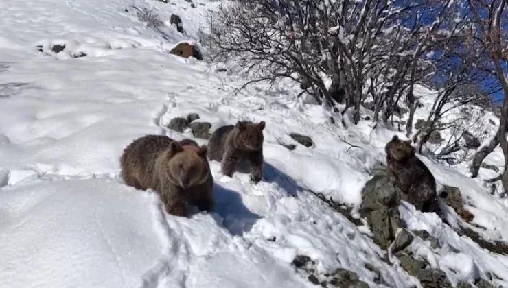Tunceli’de doğa fotoğrafçısı dev hayvan ve 2 yavrusunu kar üzerinde çekti. Bunun anlamı Türkiye için kötü