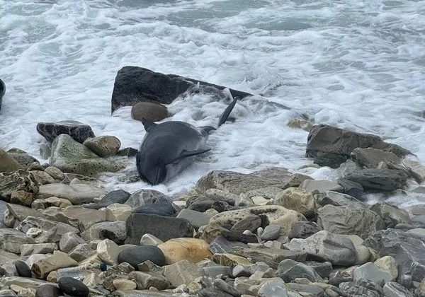 Rusya’nın Karadeniz kıyısında 19 tane hayvan teker teker karaya saplandı. Çürümeye başladıkları sırada fark edildiler