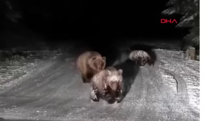 Bolu’da karla kaplı yolda oyun oynayan 3 ayı görenleri gülümsetti