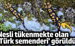Nesli tükenmekte olan ‘Türk semenderi’ Gaziantep’de görüldü