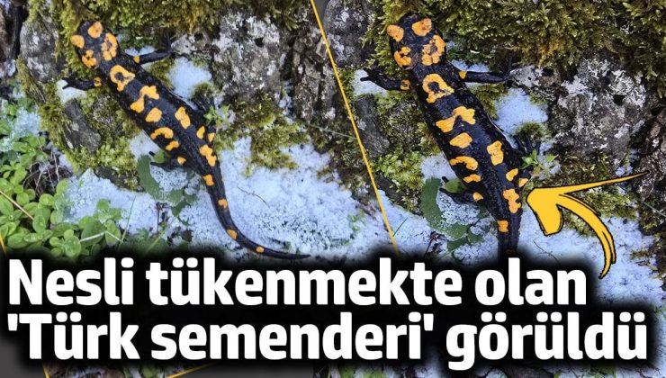 Nesli tükenmekte olan ‘Türk semenderi’ Gaziantep’de görüldü