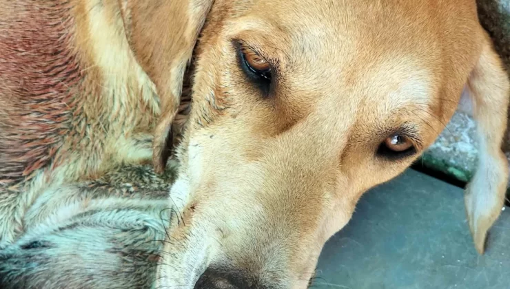 Arapköy’de keçilerine zarar verdiği nedeniyle 2 av köpeğini av tüfeği ile vurdu