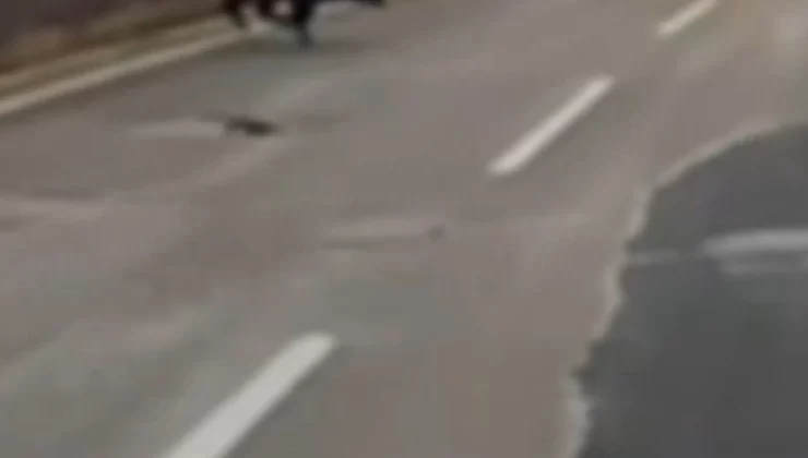 Her yerden fışkırıyorlar. O hayvan istila etmeye başlayacak
