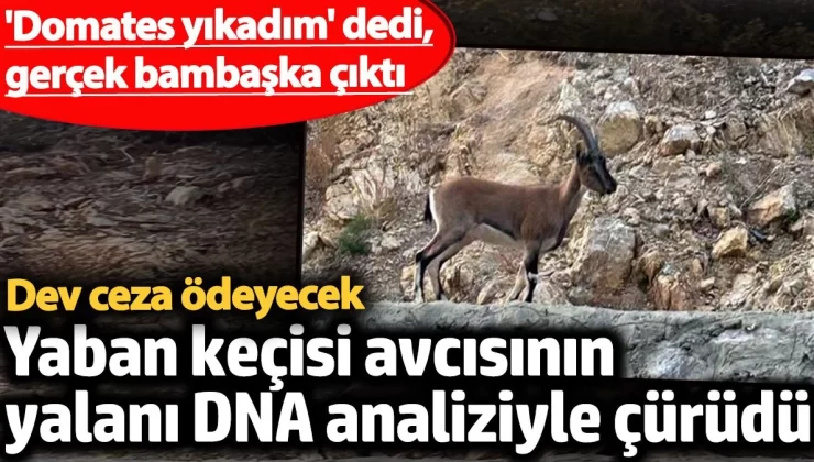 Yaban keçisi avcısının yalanı DNA analiziyle çürüdü: 661 bin lira ceza