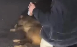 Can çekişen domuza alkollüyken eziyet eden 3 şahıs tutuklandı