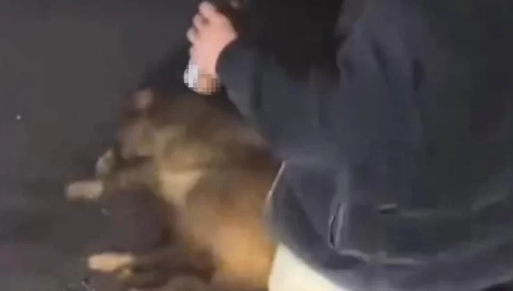 Can çekişen domuza alkollüyken eziyet eden 3 şahıs tutuklandı