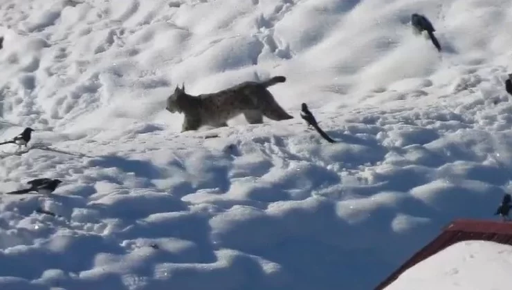 Erzurum’un profesyonel dağcısı fotoğrafını çekti. Bir anda buz gibi soğukta karın arasında ortaya çıktı