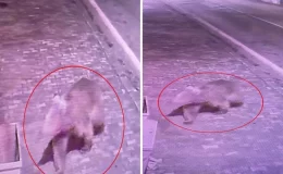 Bursa’da 3 gündür bulanamayan bozayıyı yakalamak için tuzaklar kuruldu
