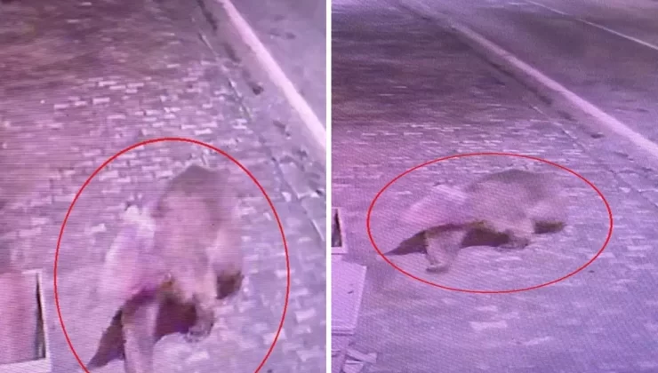 Bursa’da 3 gündür bulanamayan bozayıyı yakalamak için tuzaklar kuruldu