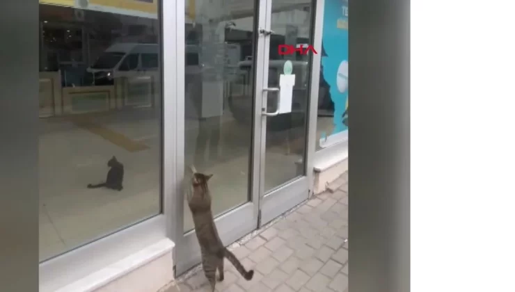 Bursa’da kahraman kedi gündem oldu