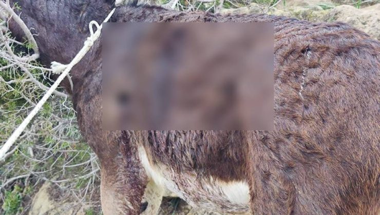 Karpaz’da avcılar tarafından saçmalarla vurulan eşeğin durumu kritik