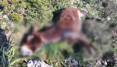 Dipkarpaz’da 14 yaban eşeğinin ölü bulunması üzerine polis geniş çaplı soruşturma başlattı
