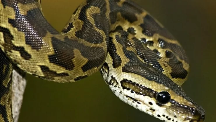İnternette ilginç durum! 21 bin lira fiyatla satılıyor