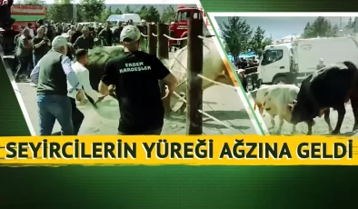 Kapıyı kırıp seyircilerin arasına daldılar! Artvin’deki boğa güreşinde faciaya ramak kaldı: Panik anları kamerada